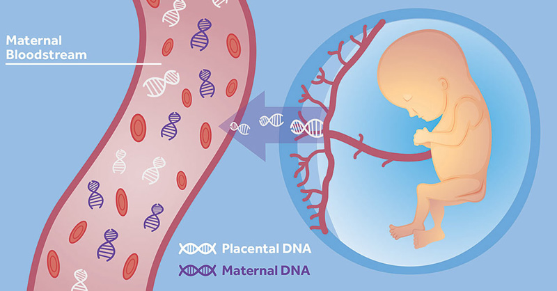 Cell Free Dna Nipt Embryo